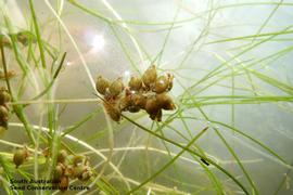   Infructescence:   Potamogeton pectinatus ; Photo by South Australian Seed Conservation Centre, used with permission
